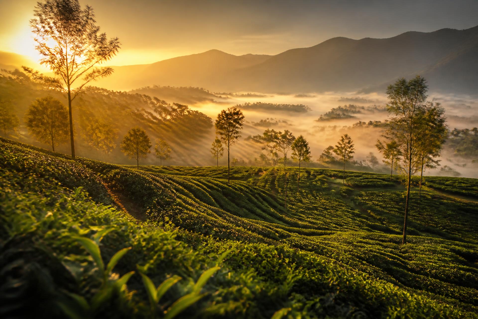 Assam tea gardens at sunrise